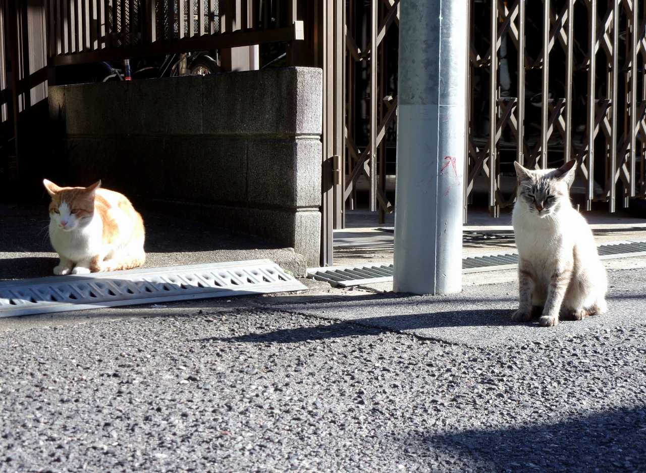 小春日和は猫びより の巻 その5 人さまのネコ 楽天ブログ