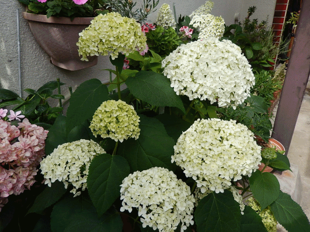 大きな～アナベルの花です ～ ～♪～ | おもいついた時に - 楽天ブログ