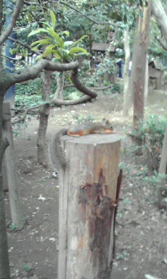 井の頭自然文化園\井の頭文化園りす