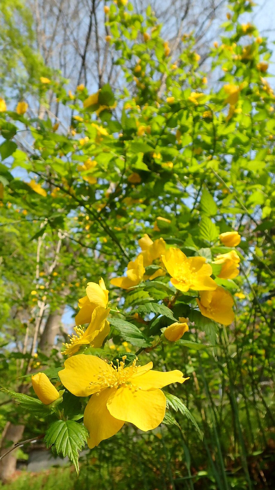 ヤマブキ色とシャクナゲ色 半田山植物園 楽天版じぶん更新日記 楽天ブログ