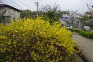 130329れんぎょうか