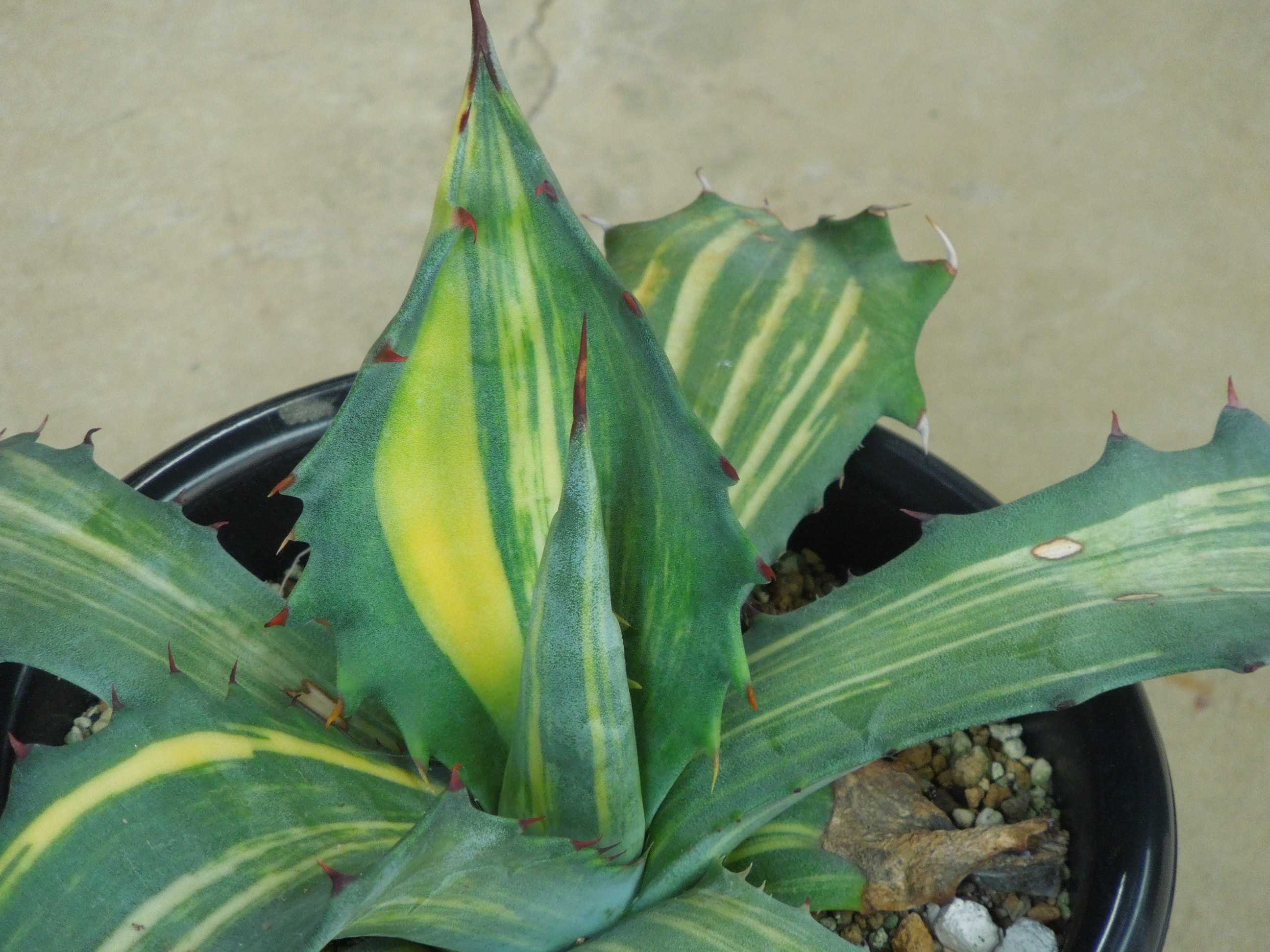 アガベ・サルミアナ・フェロックス錦(Agave salmiana var.ferox