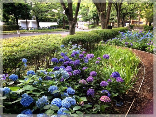 久良岐公園の紫陽花