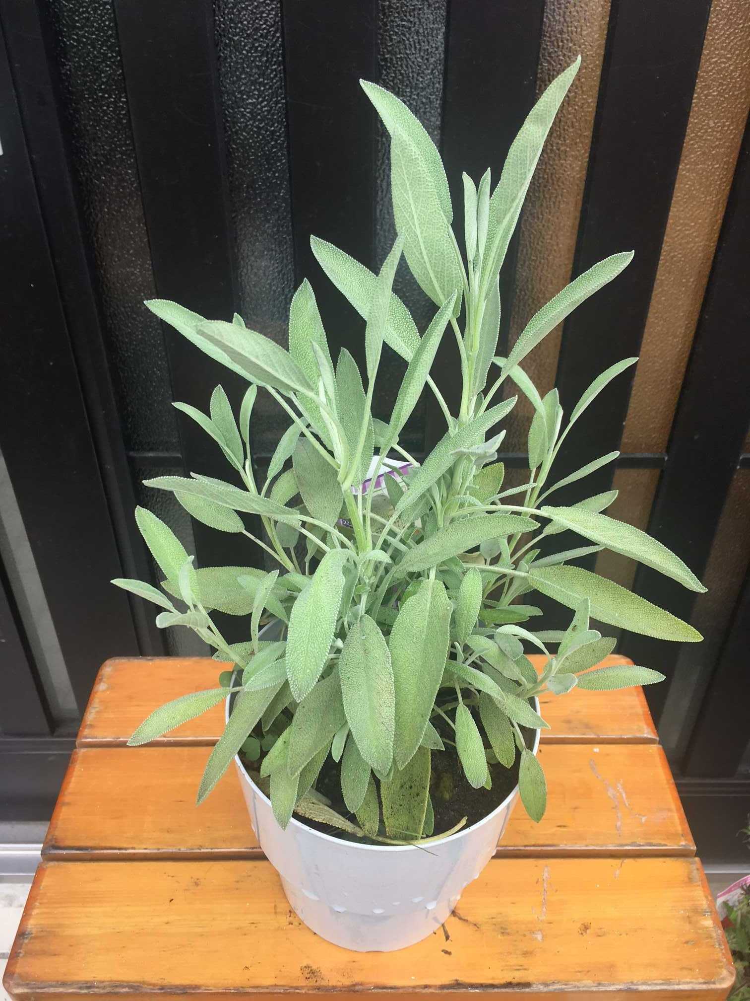 使い方がたくさんあるクッキングハーブ コモンセージ ブラジル人akiraのガーデニング日記 楽天ブログ