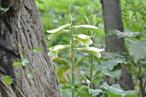 オオウバユリ開花