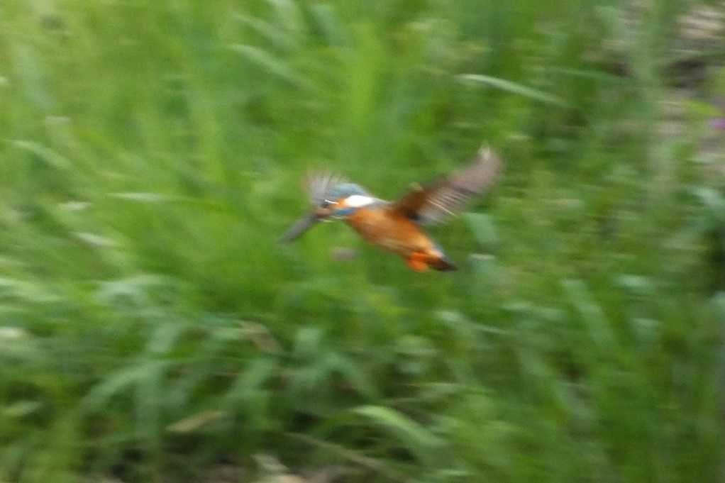 515