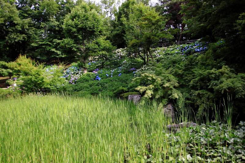 山田池公園・紫陽花_002.jpg