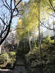 20120209薬師の泉 竹林.jpg