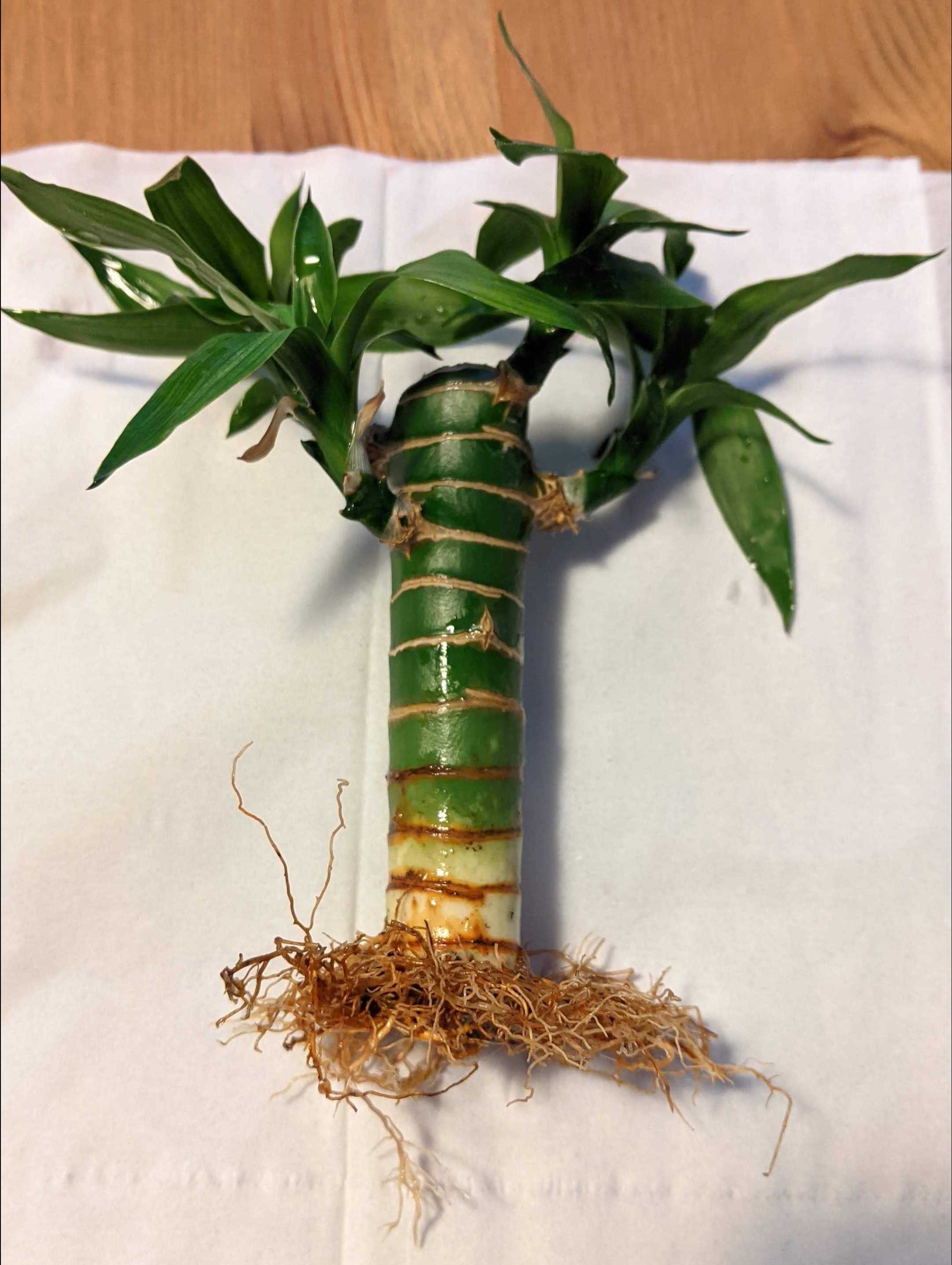 ミリオンバンブーをゼオライトで育ててみようかと こんなブログが役に立つかは読んでみないと分からない アラフォーパパの雑記ブログ 楽天ブログ ミリオンバンブーをゼオライトで育ててみようかと こんなブログが役に立つかは読んでみないと分からない アラフォーパパの雑記ブログ 楽天ブログ