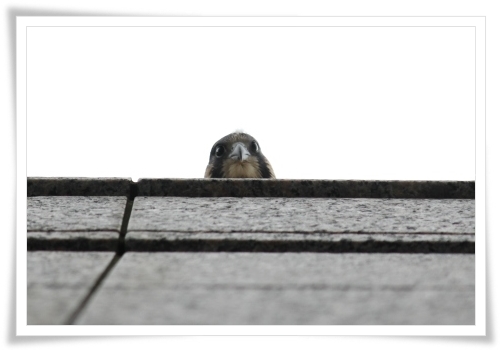 県庁舎のハヤブサ-10 14.5.27