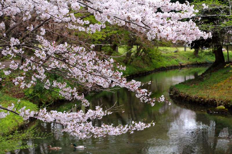 大沢池_003.jpg