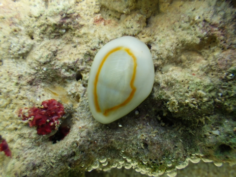 沖縄磯採集2017年9月下旬28　ハナビラダカラ（Monetaria annulus）