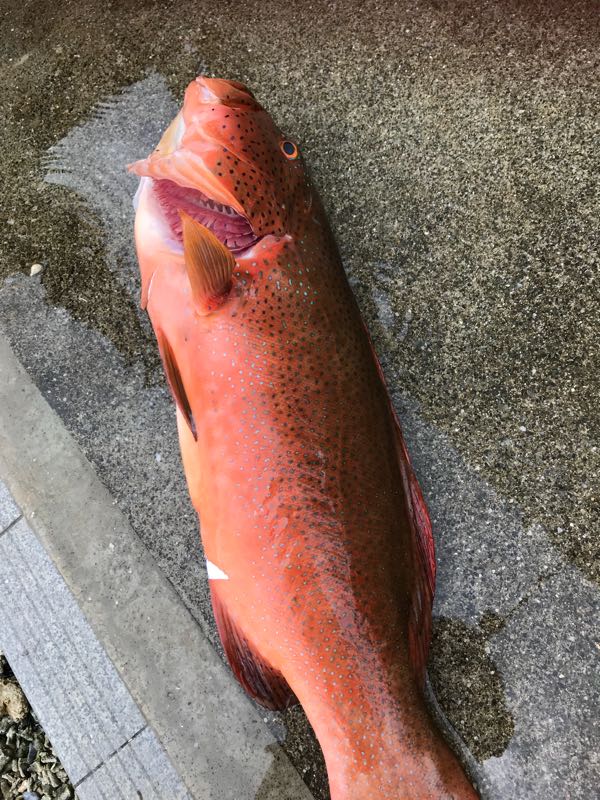 沖縄三大高級魚赤仁ミーバイの刺身 海と星空の小さな宿 Wassa Wassa 沖縄ヤンバル情報 楽天ブログ