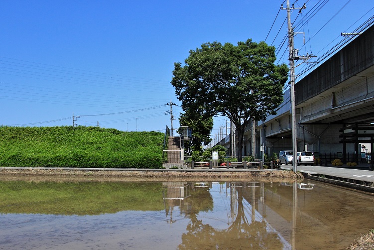 2.石田提と新幹線高架.JPG