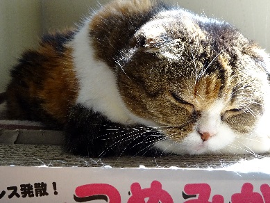 20151022hime2.jpg