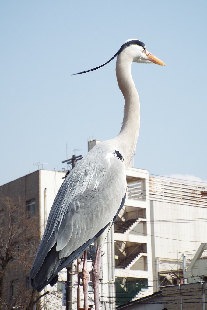 アオサギ（青鷺）