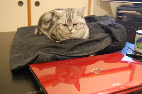 DSC_0204.JPG