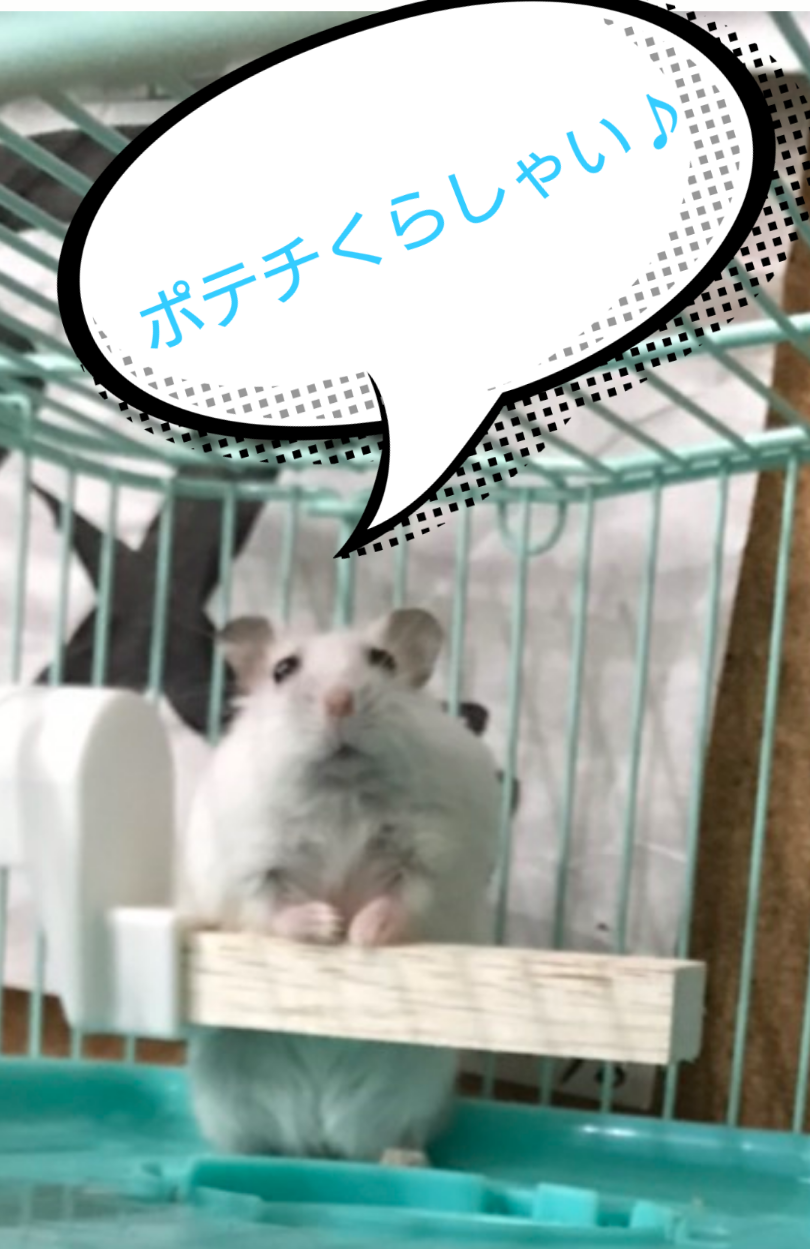 カテゴリ未分類 翔パパ555のブログ 楽天ブログ