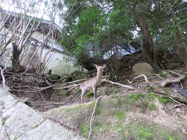 安芸の宮島へ241.jpg