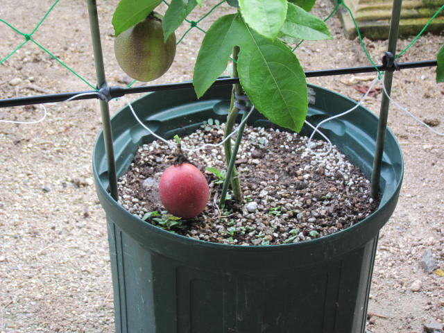 実が落ちました