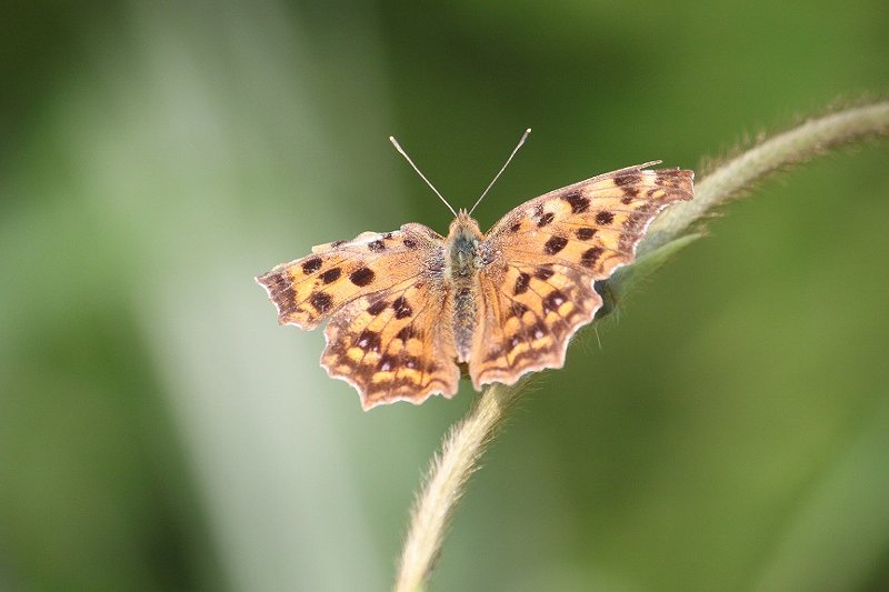 IMG_2174 (800x533).jpg