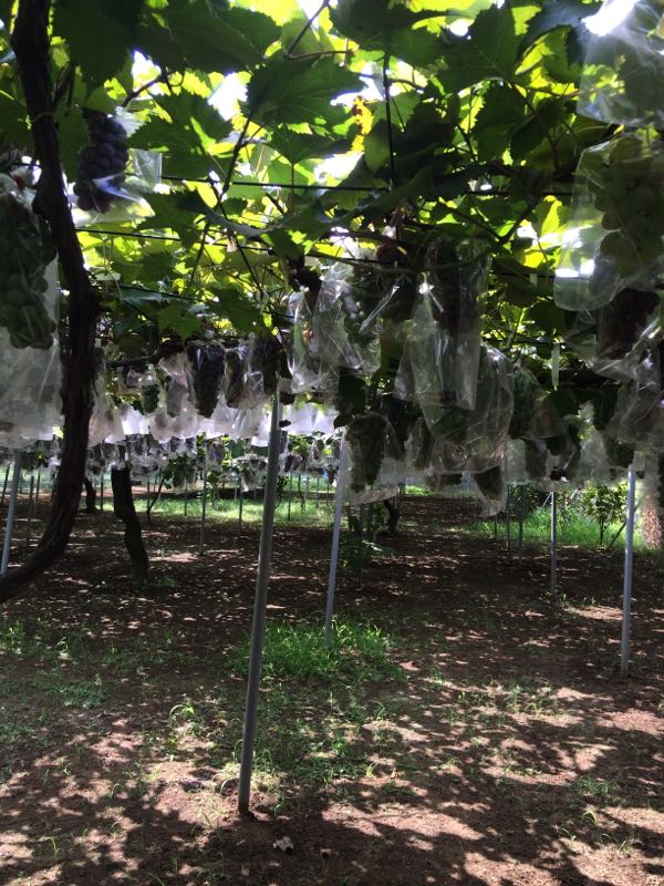 rblog-20150817004651-04.jpg