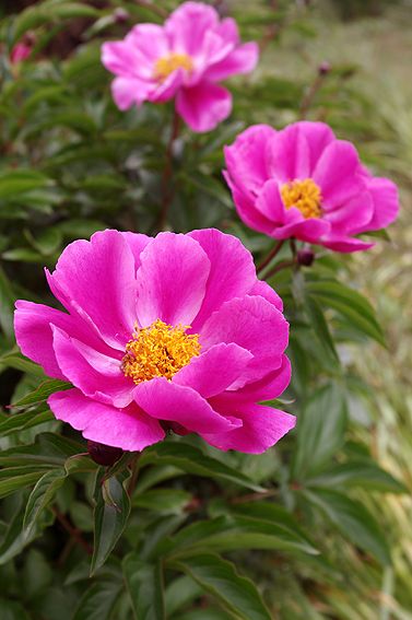 シャクヤクの花 咲き揃う 能登の手染め日記 楽天ブログ