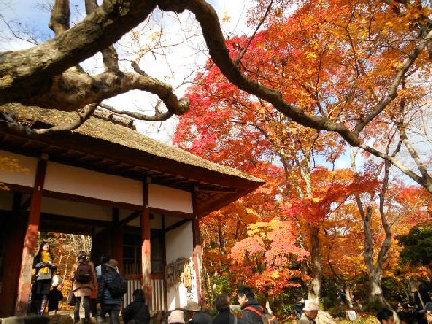 2012-11 常寂光寺仁王門の紅葉.jpg