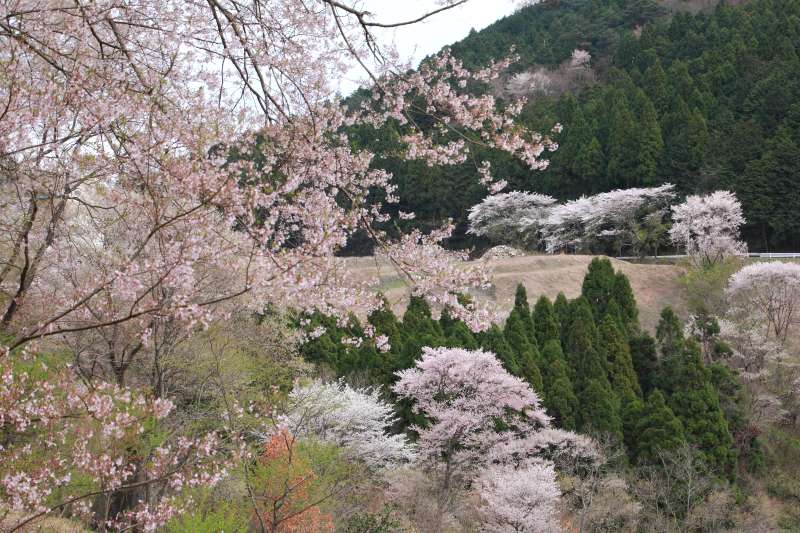 黒川桜の森_010.jpg