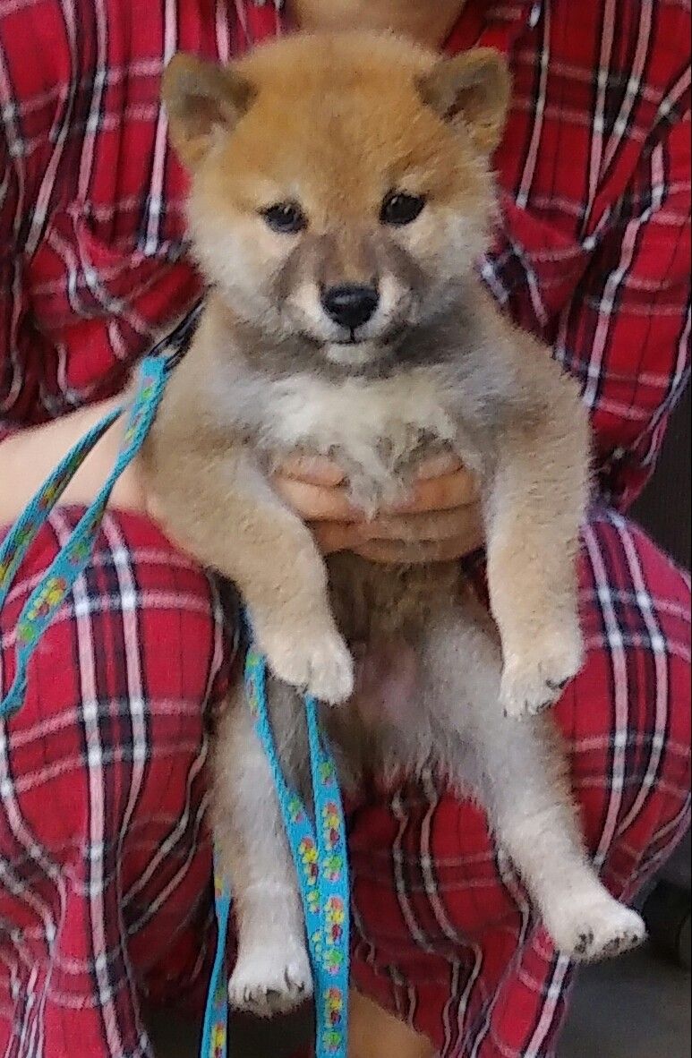 ２号と妹の関係 ワンコと私の日々 楽天ブログ