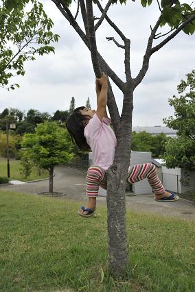 木のぼり