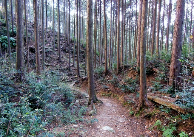 里山防災林