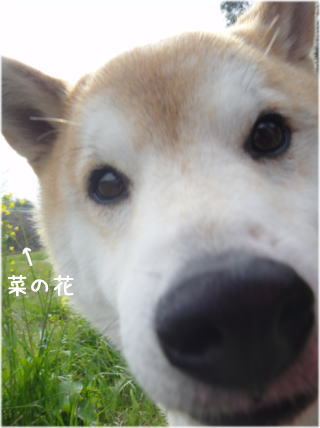菜の花5.jpg