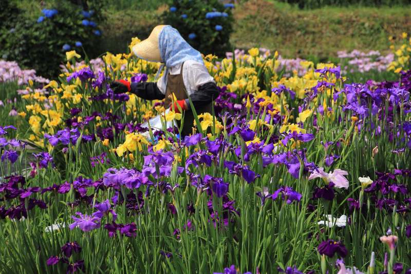 新旭花菖蒲園_5-2手入れ.jpg