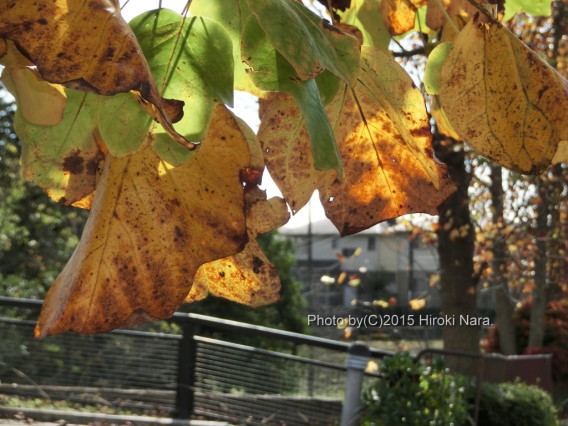 光景　sight0383　紅葉　colored leaves