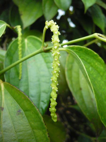 胡椒の花