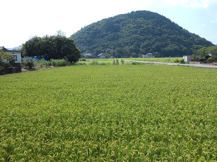 5田園.JPG