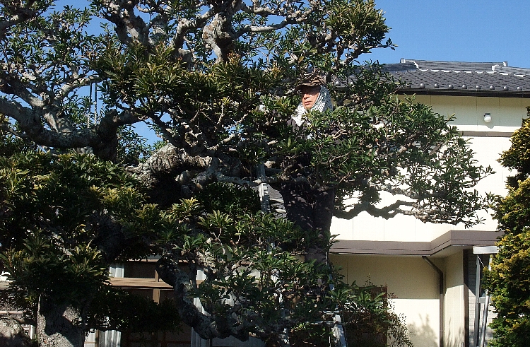 2013 やまもも２.jpg