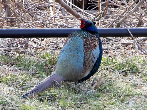 野つ鳥きぎし | 偐万葉田舎家持歌集 - 楽天ブログ