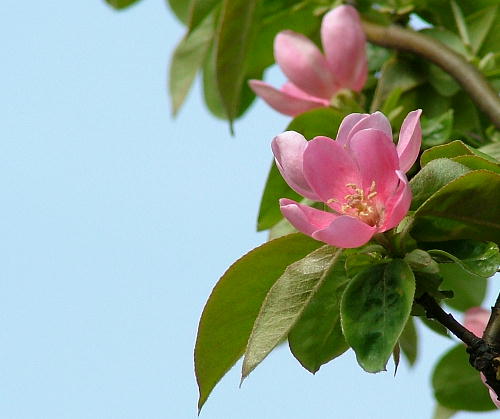 春のピンクのお花２