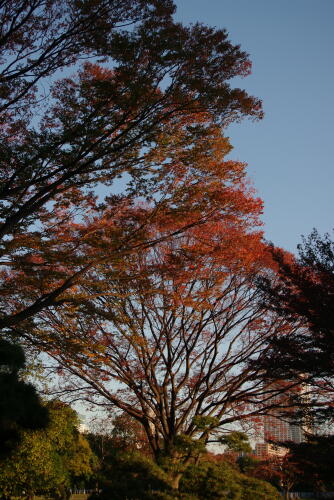 浜離宮恩賜庭園の紅葉