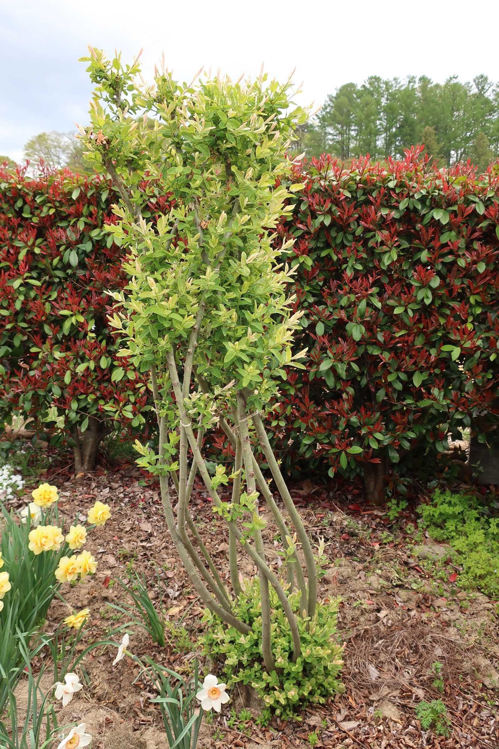 21年12月06日の記事 今日の空はあおい 楽天ブログ