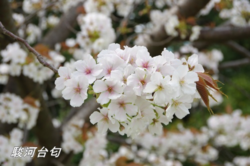 浜離宮恩賜庭園にて