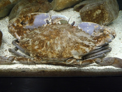 串本磯採集2012年8月上旬52　すさみ海立エビとカニの水族館　ノコギリガザミ