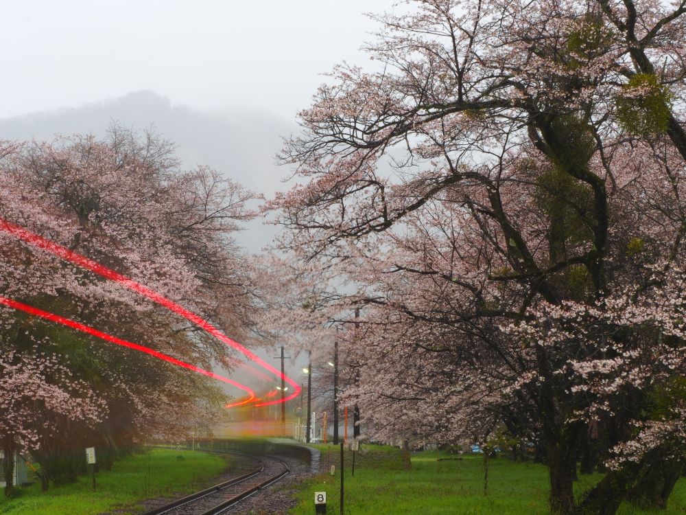 樽見鉄道の桜 喉元過ぎれば 楽天ブログ