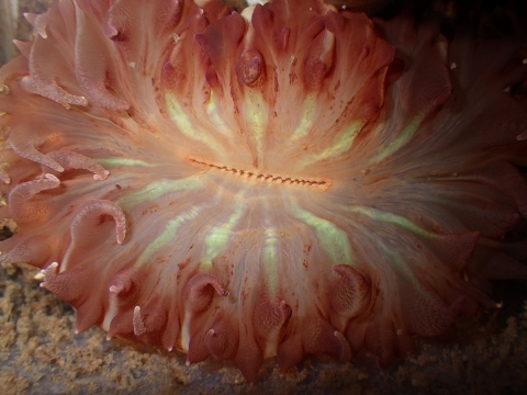 キンシサンゴ40　Flabellum deludens　深海サンゴの飼育
