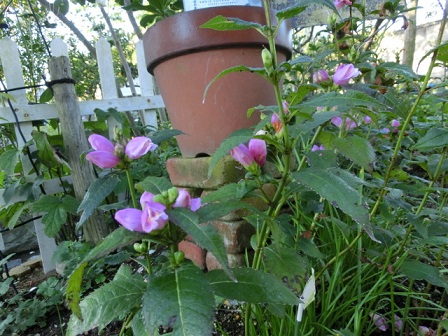 スピードリヨン