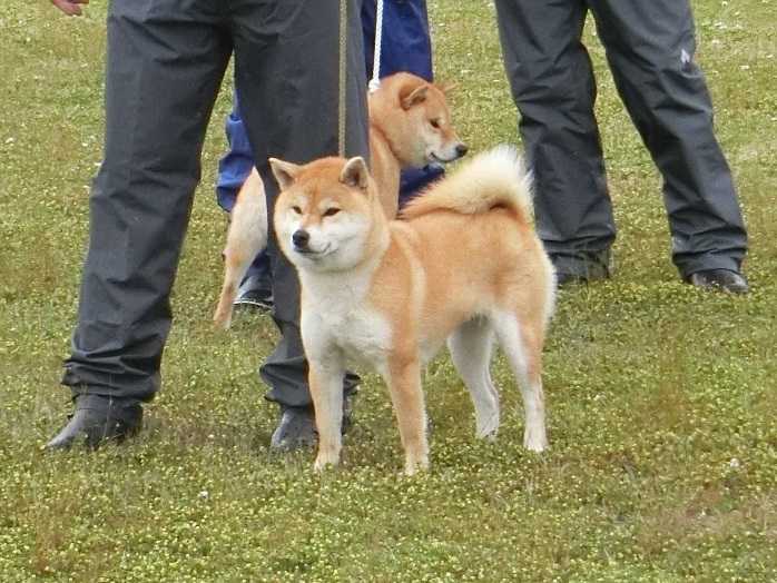 展覧会 日本犬保存会 柴楽日記 楽天ブログ