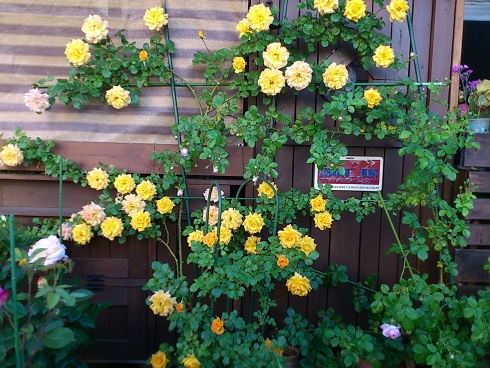 サハラ’98　2013.5.12A.jpg