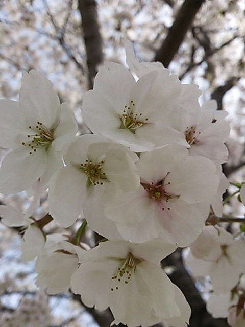 桜